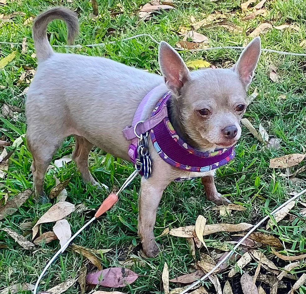 Astrid is registered to the contest to win money with this photo: canidae, carnivore, chihuahua, collar, companion_dog, dog, dog_breed, dog_supply, fawn, grass, pattern, pet_supply, plant, snout, sporting_group, tail, terrestrial_animal, terrestrial_plant, toy_dog, working_animal