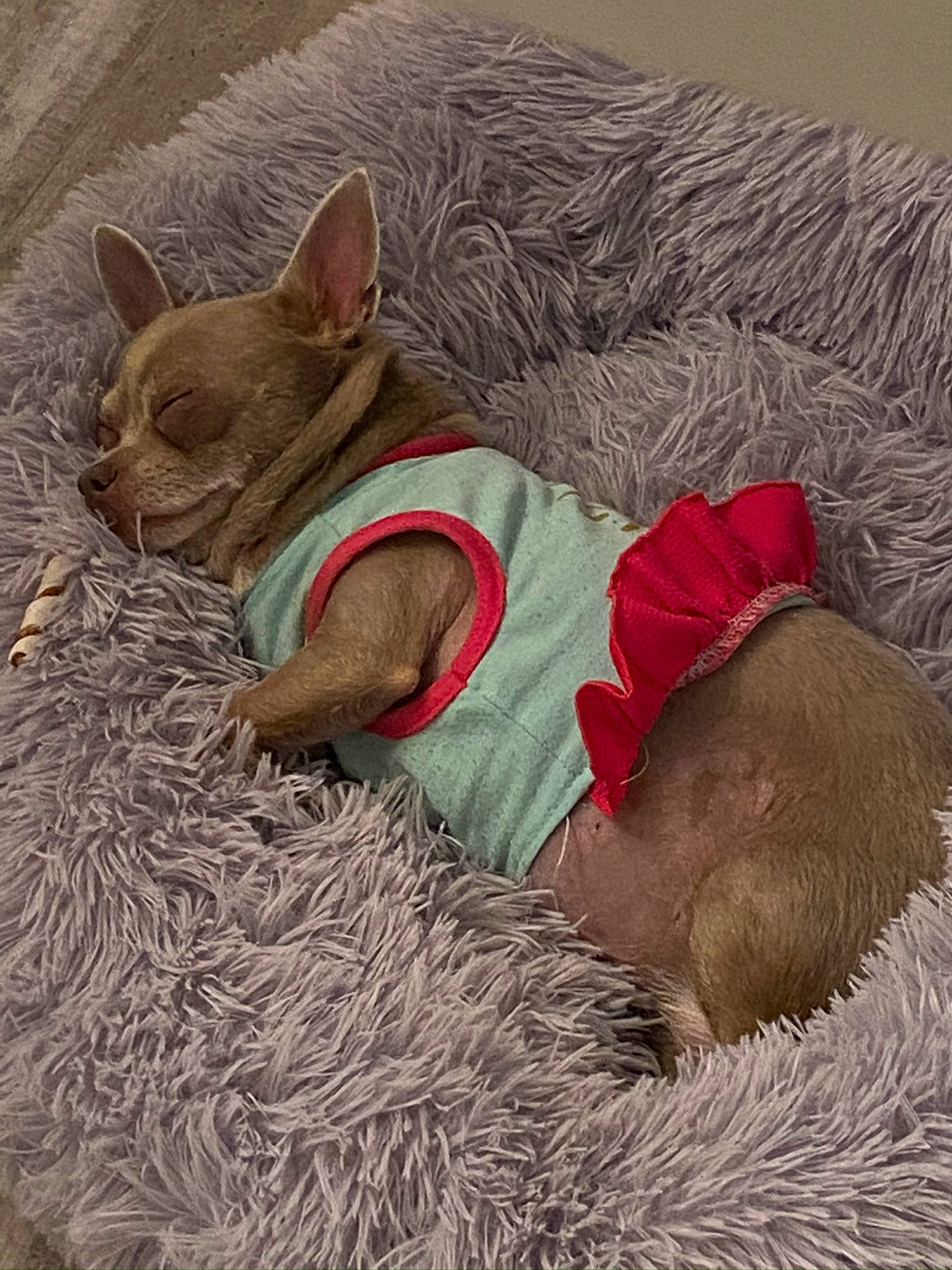 Astrid is registered to the contest to win money with this photo: art, canidae, carnivore, comfort, companion_dog, dog, dog_breed, dog_clothes, dog_supply, fawn, felidae, hat, liver, nap, sporting_group, tail, terrestrial_animal, toy_dog, whiskers, working_animal