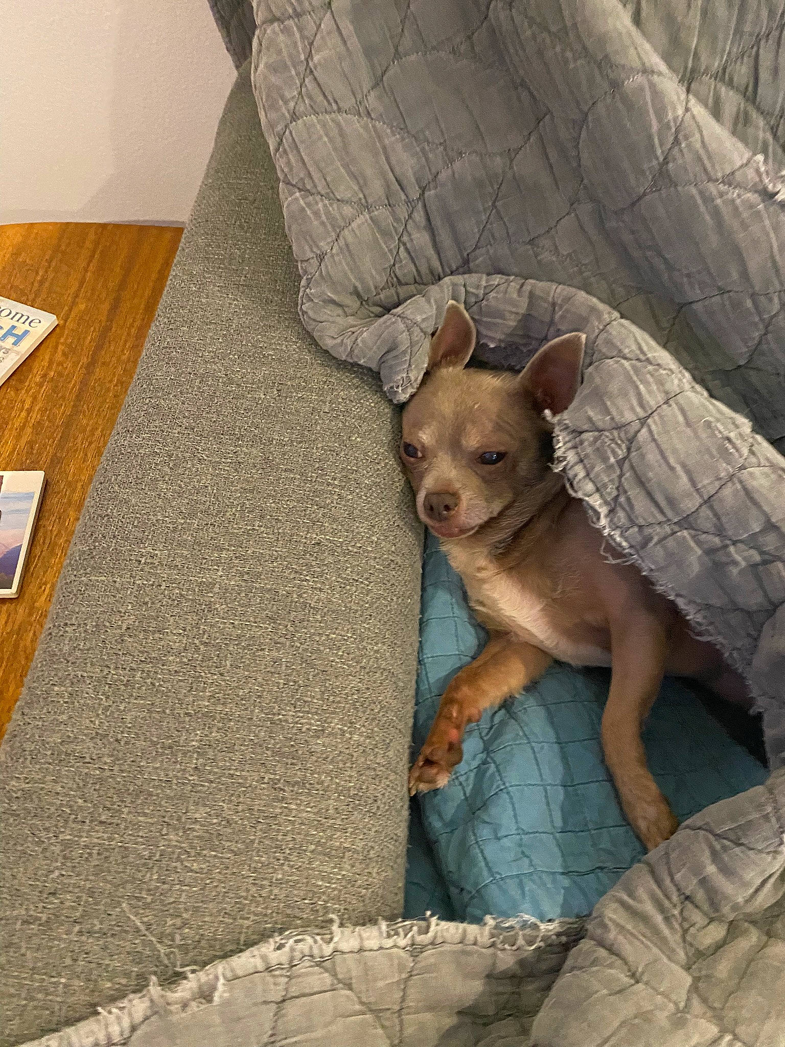 Astrid is registered to the contest to win money with this photo: canidae, carnivore, chihuahua, comfort, companion_dog, dog, dog_breed, dog_supply, fawn, felidae, flooring, fur, hardwood, snout, sporting_group, terrestrial_animal, toy_dog, whiskers, wood, working_animal