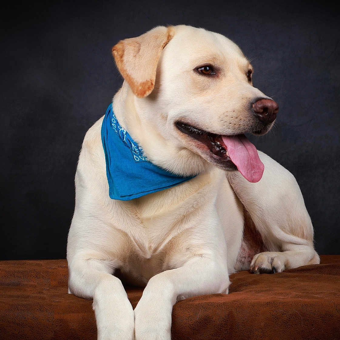 Rio a rejoint le concours — aidez-le/la à gagner de superbes lots ! accessories, animal, bandana, canine, collar, dog, goldenretriever, headband, hound, labradorretriever, pet, puppy, snout, strap, whitedog