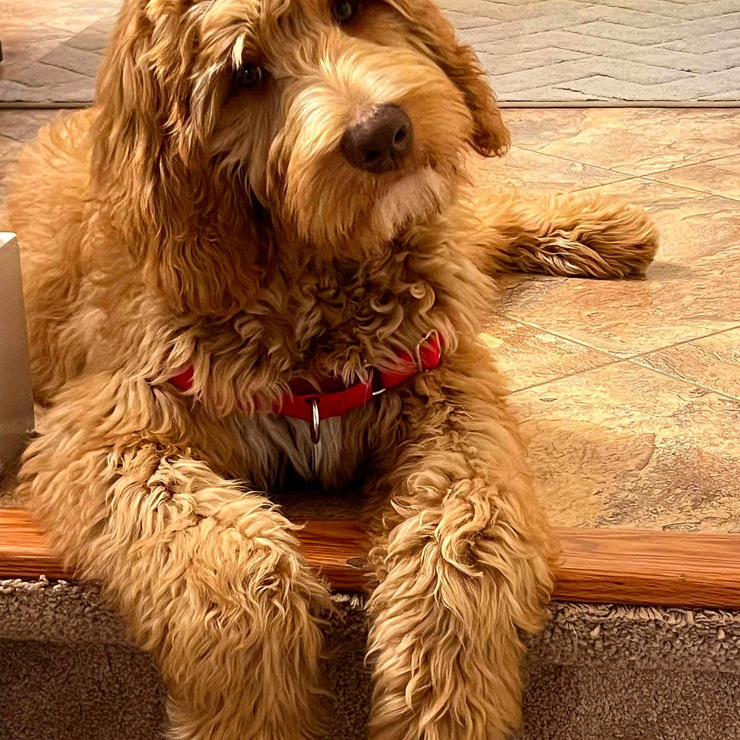 Ekko joined the competition — help win amazing prizes! animal, canine, carpet, companion, cozy, curly_fur, cute, dog, domestic, floor, fur, golden_doodle, head_tilt, indoor, looking, pet, portrait, red_collar, resting, stairs
