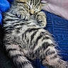 Spirit is registered to the contest to win money with this photo: kitten, cat, sleeping, tabby, fur, paw, closeup, cozy, nap, pet, animal, cute, resting, blue_blanket, striped, whiskers, feline, soft, indoor, relaxed