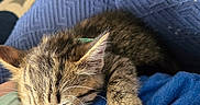 Spirit is registered to the contest to win money with this photo: kitten, sleeping, cat, paw, lap, blue_clothing, cushion, pattern, indoor, resting, closeup, fur, pet, cozy, relaxed, animal, soft, whiskers, tiny, comfort