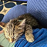 kitten, sleeping, cat, paw, lap, blue_clothing, cushion, pattern, indoor, resting, closeup, fur, pet, cozy, relaxed, animal, soft, whiskers, tiny, comfort