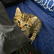 Spirit joined the competition — help win amazing prizes! kitten, cat, tabby, blue_eyes, curious, peeking, fabric, black_cloth, blue_cushion, pattern, indoor, pet, cute, young, animal, feline, soft, small, whiskers, resting