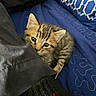 kitten, cat, tabby, blue_eyes, curious, peeking, fabric, black_cloth, blue_cushion, pattern, indoor, pet, cute, young, animal, feline, soft, small, whiskers, resting