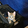 Spirit is registered to the contest to win money with this photo: kitten, cat, pet_carrier, black, blue_background, curious, tabby, indoor, young, animal, feline, small, cute, ears, whiskers, eyes, paws, fabric, texture, collar
