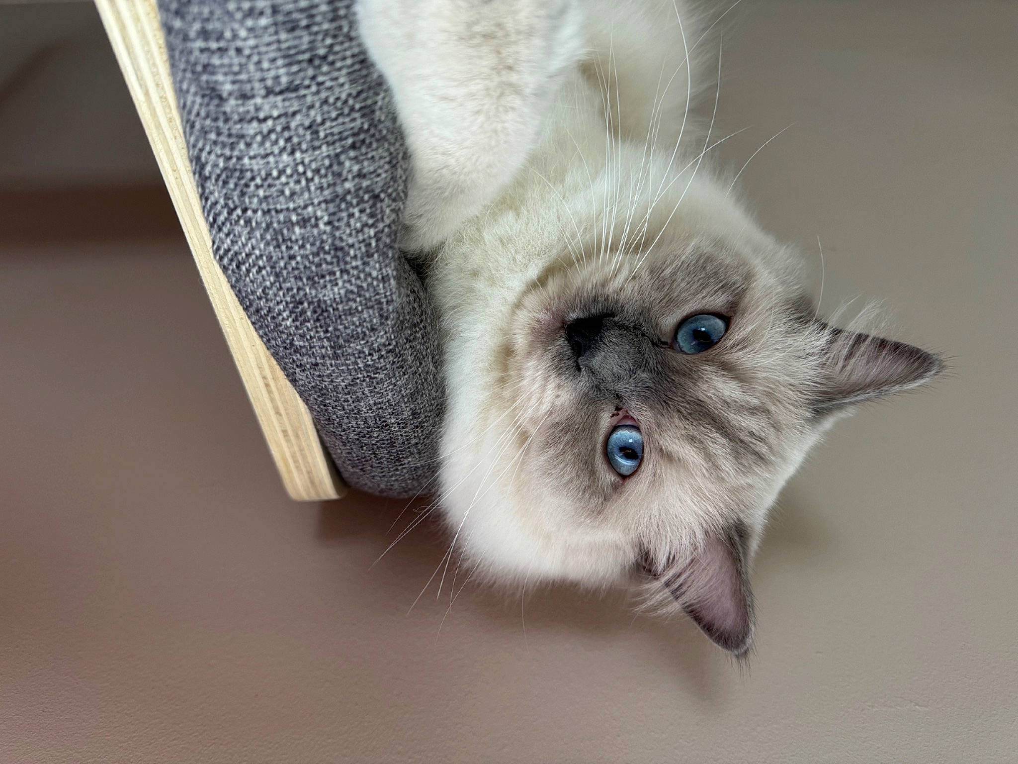Urus a rejoint le concours — aidez-le/la à gagner de superbes lots ! balinese, birman, carnivore, cat, claw, domestic_short_haired_cat, eye, fawn, felidae, fur, grey, head, paw, siamese, small_to_medium_sized_cats, snout, tail, terrestrial_animal, thai, whiskers