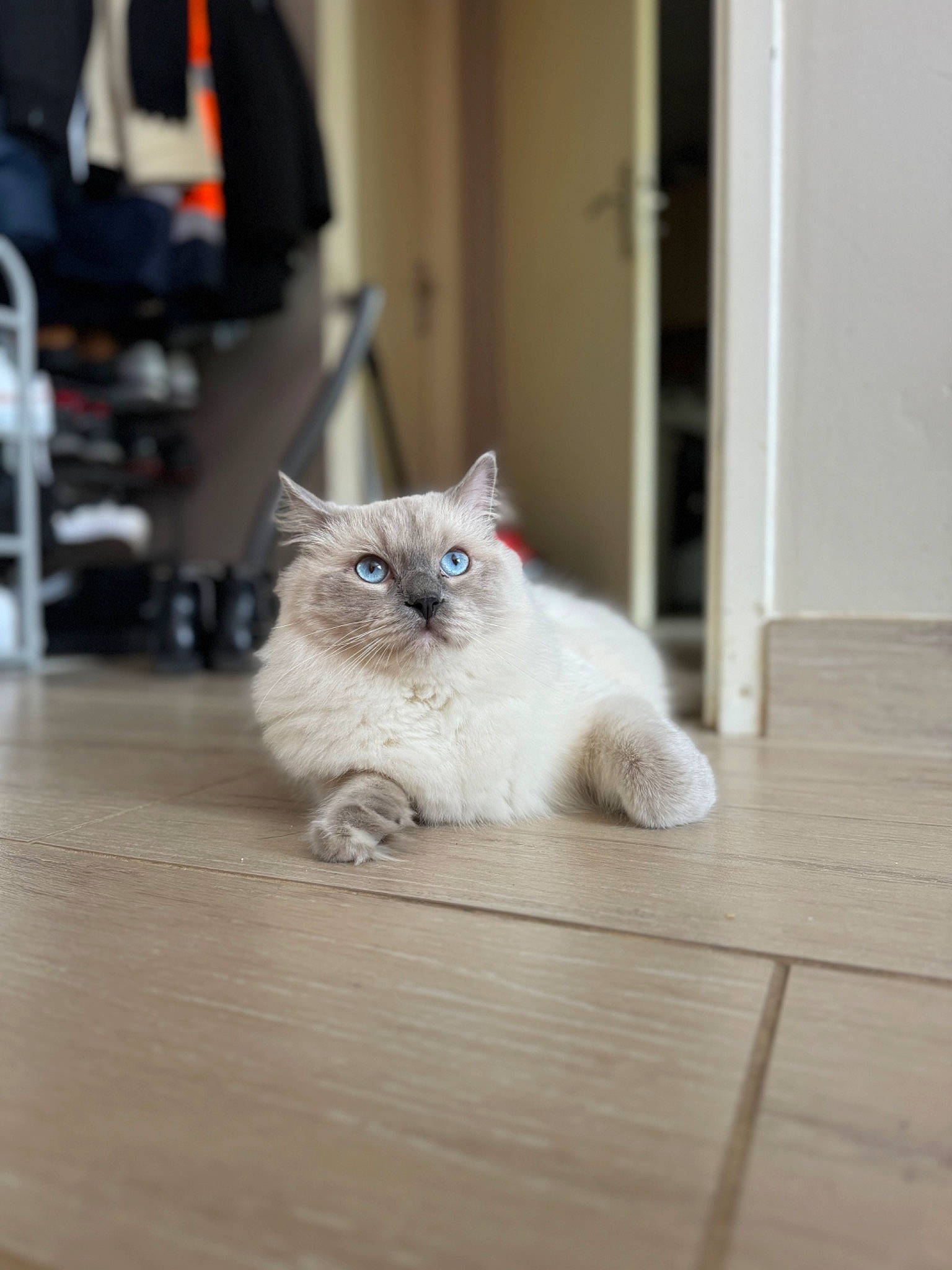 Urus participe au concours pour gagner de l'argent avec cette photo : carnivore, cat, claw, domestic_short_haired_cat, door, fawn, felidae, floor, flooring, fur, grey, hardwood, paw, sitting, small_to_medium_sized_cats, snout, tail, whiskers, wood, wood_flooring