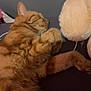 Garfield participe au concours pour gagner de l'argent avec cette photo : cat, orange_tabby, sleeping, fur, paw, whiskers, indoor, plush, soft, cozy, resting, animal, pet, cute, feline, relaxing, closeup, bed, comfort, domestic_cat