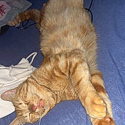 Garfield participe au concours pour gagner de l'argent avec cette photo : cat, ginger_cat, sleeping, paws, stretching, bed, blanket, indoor, cozy, fur, whiskers, relaxation, animal, pet, mammal, cute, nap, resting, domestic_cat, tabby