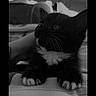 Minou a rejoint le concours — aidez-le/la à gagner de superbes lots ! kitten, cat, black_and_white, whiskers, paws, striped_blanket, bed, hand, indoor, pet, feline, cute, small, young, curious, resting, closeup, animal, domestic_cat, soft_light