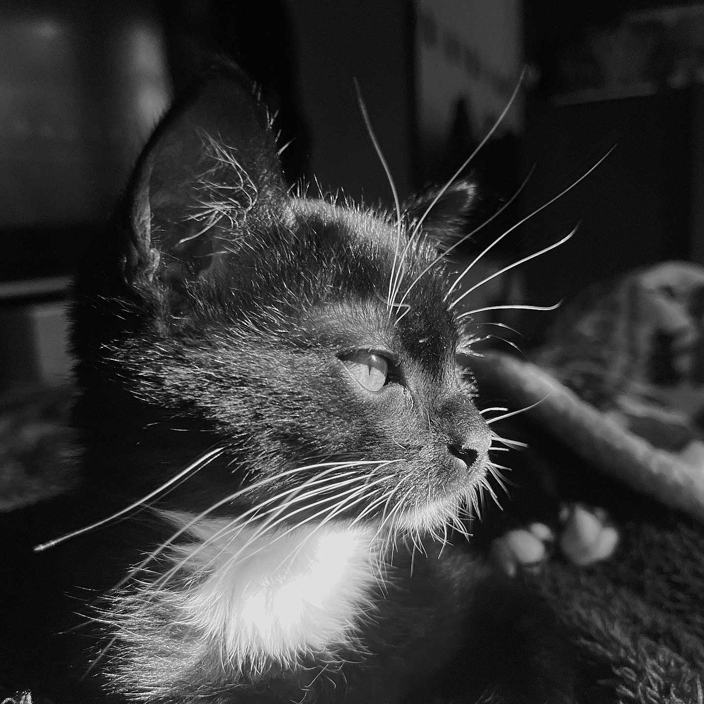Minou