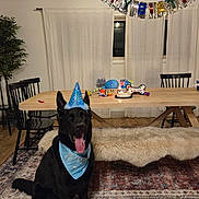 Rocco is registered to the contest to win money with this photo: dog, birthday, party_hat, bandana, table, birthday_cake, toys, banner, chair, rug, curtains, floor, bench, indoor, celebration, decorations, black_dog, happy, pet, fur