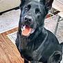 Rocco joined the competition — help win amazing prizes! dog, german_shepherd, black_dog, pet, indoor, floor, rug, happy, tongue_out, ears_up, sitting, canine, animal, wood_floor, furniture, chair, table, living_room, domestic_animal, companion