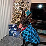 Rocco joined the competition — help win amazing prizes! dog, black_dog, blue_hoodie, red_bandana, carpet, christmas_tree, decorations, presents, living_room, television, holiday, indoor, pet, tongue_out, playful, furniture, home, celebration, festive, cozy