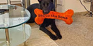 Rocco joined the competition — help win amazing prizes! dog, black_dog, toy, bone_toy, carpet, living_room, glass_table, bar_stool, modern_furniture, pet, indoor, relaxed, playful, animal, canine, home, cozy, cheeky, orange, decor