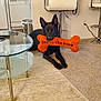 dog, black_dog, toy, bone_toy, carpet, living_room, glass_table, bar_stool, modern_furniture, pet, indoor, relaxed, playful, animal, canine, home, cozy, cheeky, orange, decor