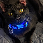 Push joined the competition — help win amazing prizes! black_cat, yellow_eyes, glowing_collar, blue_light, pet_collar, indoor, quilted_blanket, relaxed, feline, whiskers, close_up, portrait, animal, domestic_cat, pet, bed_cover, fur, four_legs, cute, companion