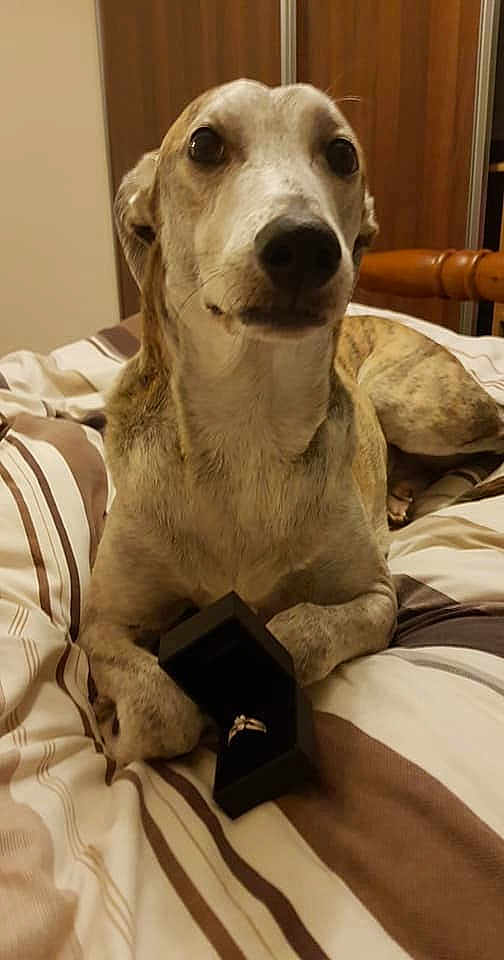 Ryko joined the competition — help win amazing prizes! carnivoran, dog, dog_breed, dog_like_mammal, galgo_espanol, greyhound, italian_greyhound, longdog, lurcher, sighthound, sloughi, snout, whippet, whiskers