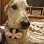 Ryko is registered to the contest to win money with this photo: dog, dog_breed, dog_like_mammal, galgo_espanol, greyhound, longdog, lurcher, saluki, sighthound, sloughi, snout, whippet