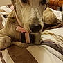 Ryko is registered to the contest to win money with this photo: carnivoran, dog, dog_breed, dog_like_mammal, galgo_espanol, greyhound, italian_greyhound, longdog, lurcher, sighthound, snout, whippet, whiskers