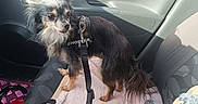 Chopper participe au concours pour gagner de l'argent avec cette photo : dog, small_dog, harness, car_interior, car_seat, blanket, plush_toy, teddy_bear, sunlight, shadow, window, seatbelt, leash, pet, animal, furry, cute, indoor, transportation, travel