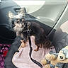 dog, small_dog, harness, car_interior, car_seat, blanket, plush_toy, teddy_bear, sunlight, shadow, window, seatbelt, leash, pet, animal, furry, cute, indoor, transportation, travel