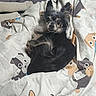 dog, small_dog, bed, blanket, animal, pet, fur, ears, curled_up, indoor, cute, resting, looking, cozy, comfort, pattern, fabric, black_fur, gray_fur, eyes