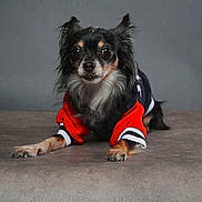 Chopper participe au concours pour gagner de l'argent avec cette photo : dog, small_dog, black_dog, red_jacket, pet_clothing, lying_down, indoor, portrait, cute, animal, furry, long_hair, ears_up, looking_at_camera, studio, soft_surface, gray_background, front_paws, alert, companion