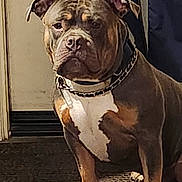 Smoke joined the competition — help win amazing prizes! alert, animal, brown_fur, canine, carpet, chain_collar, companion, dog, domestic_animal, door, ears, face, indoor, muscular, paw, pet, shadow, sitting, sunlight, white_chest