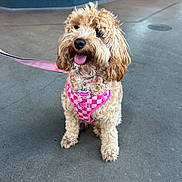 Chloe is registered to the contest to win money with this photo: dog, curly_hair, pink_harness, leash, tongue_out, sitting, concrete_floor, wooden_wall, indoor, pet, cute, small_dog, fur, collar, animal, domestic_animal, friendly, companion, happy, canine