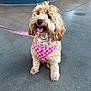 dog, curly_hair, pink_harness, leash, tongue_out, sitting, concrete_floor, wooden_wall, indoor, pet, cute, small_dog, fur, collar, animal, domestic_animal, friendly, companion, happy, canine