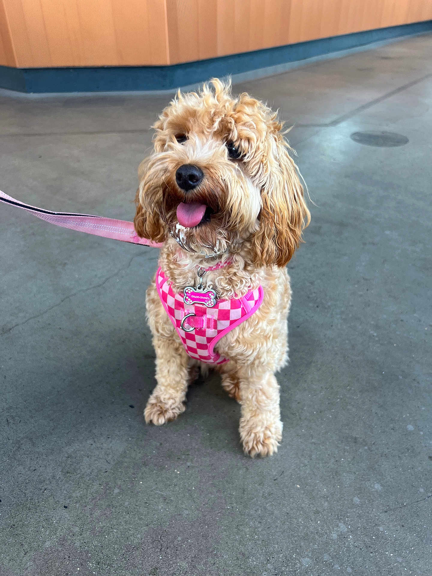 Chloe is registered to the contest to win money with this photo: dog, curly_hair, pink_harness, leash, tongue_out, sitting, concrete_floor, wooden_wall, indoor, pet, cute, small_dog, fur, collar, animal, domestic_animal, friendly, companion, happy, canine