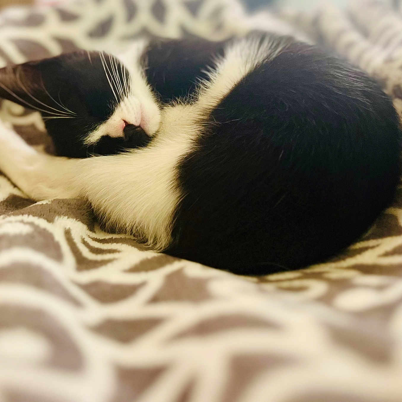 Clara Belle joined the competition — help win amazing prizes! animal, black_and_white, blanket, cat, cozy, curled_up, cute, domestic_cat, feline, fur, indoor, nap, patterned_blanket, peaceful, pet, relaxed, resting, sleeping, soft_texture, whiskers
