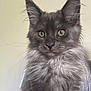 alert, animal, cat, closeup, cute, domestic_cat, ears, feline, fluffy_fur, friendly, fur_texture, gray_cat, indoor, muzzle, pet, portrait, sitting, soft_fur, whiskers, yellow_eyes