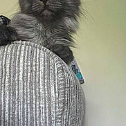 Thor is registered to the contest to win money with this photo: cat, grey_cat, furry, long_ears, tufted_ears, pet, indoor, chair, textured_fabric, furniture, animal, fluffy, looking, sitting, domestic, mammal, cute, whiskers, background, brush