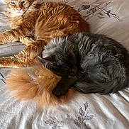 Loki joined the competition — help win amazing prizes! animal, bed, bedding, cat, cats, companion, cozy, cuddle, cute, domestic, fluffy, fur, ginger_cat, grey_cat, indoor, pet, relaxed, resting, sleeping, tail