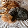 animal, bed, bedding, cat, cats, companion, cozy, cuddle, cute, domestic, fluffy, fur, ginger_cat, grey_cat, indoor, pet, relaxed, resting, sleeping, tail
