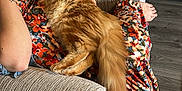 Loki is registered to the contest to win money with this photo: animal, arm, cat, comfort, couch, floor, floral_dress, fluffy_cat, furniture, indoor, living_room, orange_cat, paw, person, pet, relaxing, resting, sofa, tattoo, wooden_floor
