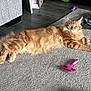 Loki joined the competition — help win amazing prizes! carpet, cat, comb, couch, cozy, floor, fluffy, fur, furniture, gray, grooming_brush, indoor, living_room, orange_tabby, paw, pet_toy, pink, relaxed, sunlight, whiskers