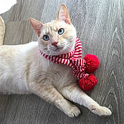 Mr. Blitz is registered to the contest to win money with this photo: accessory, blue_eyes, cat, cozy, cream_fur, feline, hardwood_floor, indoor, lying_down, natural_light, paws, pet, playful, pompom, portrait, red_scarf, scarf, shadow, whiskers, wood_texture