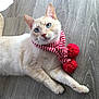 accessory, blue_eyes, cat, cozy, cream_fur, feline, hardwood_floor, indoor, lying_down, natural_light, paws, pet, playful, pompom, portrait, red_scarf, scarf, shadow, whiskers, wood_texture