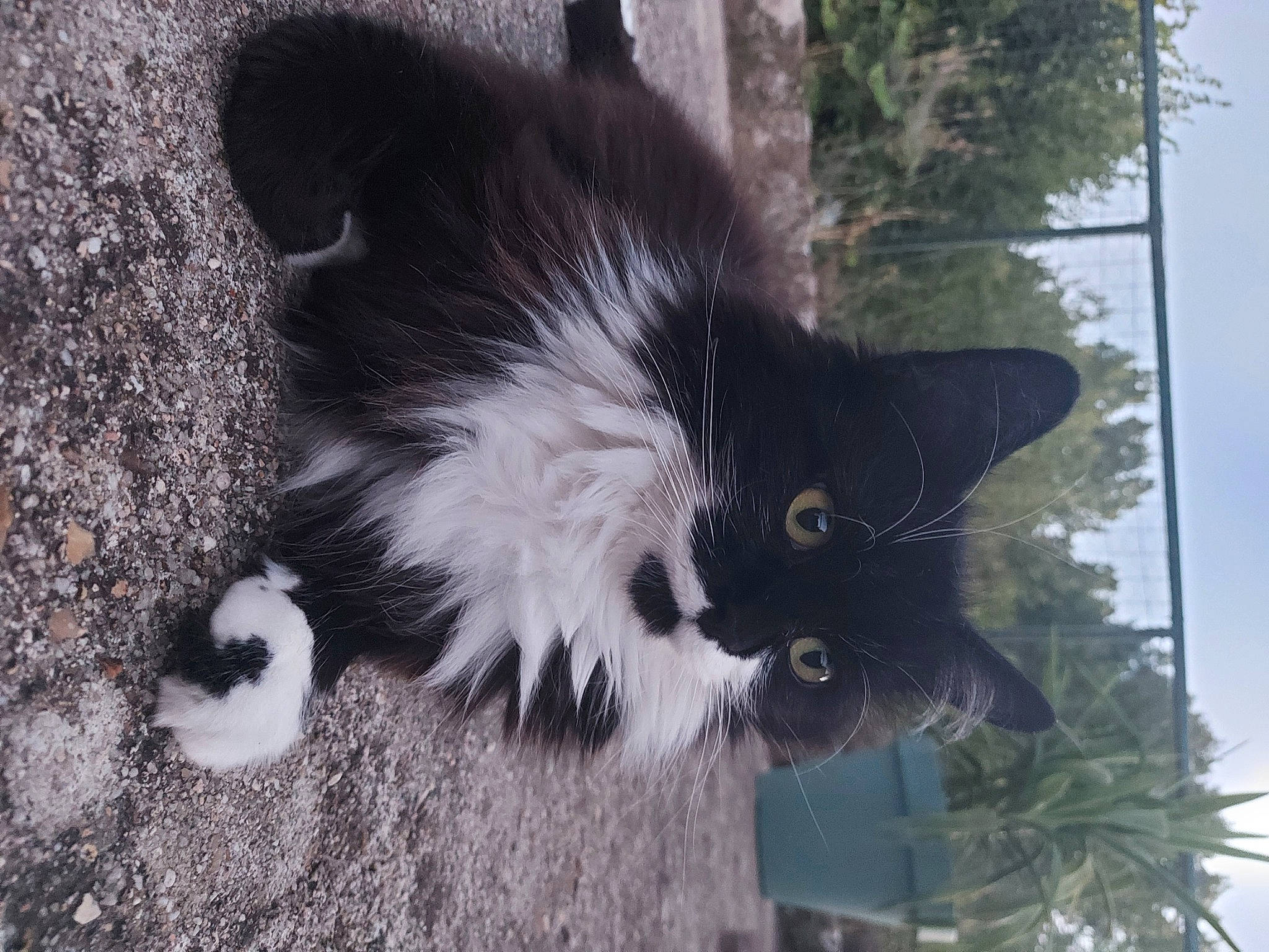 Arès a rejoint le concours — aidez-le/la à gagner de superbes lots ! art, black_cat, carnivore, cat, dog_breed, domestic_short_haired_cat, felidae, fur, grass, monochrome_photography, paw, plant, small_to_medium_sized_cats, snout, soil, tail, terrestrial_animal, tree, whiskers, window