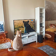 Sunny a rejoint le concours — aidez-le/la à gagner de superbes lots ! animal_documentary, cat, chair, cozy, curious, cushion, decor, floor, indoor, living_room, nature, pet, remote_control, rug, screen, shelf, table, television, watching, wooden_furniture