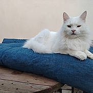 Schester a rejoint le concours — aidez-le/la à gagner de superbes lots ! cat, white_cat, fluffy, cushion, blue_cushion, wooden_table, indoor, pet, feline, relaxed, resting, fur, animal, domestic_animal, cute, portrait, sitting, calm, table, furniture