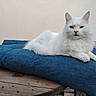 cat, white_cat, fluffy, cushion, blue_cushion, wooden_table, indoor, pet, feline, relaxed, resting, fur, animal, domestic_animal, cute, portrait, sitting, calm, table, furniture