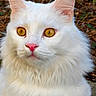 Schester a rejoint le concours — aidez-le/la à gagner de superbes lots ! alert, animal_portrait, cat, close_up, curious, domestic_animal, ears, face, feline, fluffy_fur, golden_eyes, leaf_litter, mammal, nature, outdoor, pet, pink_nose, soft_fur, whiskers, white_cat