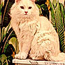 Schester participe au concours pour gagner de l'argent avec cette photo : cat, white_cat, fluffy, animal, pet, indoor, marble_surface, leaf_pattern, green_leaves, background, portrait, sitting, feline, whiskers, ears, eyes, fur, closeup, calm, domestic