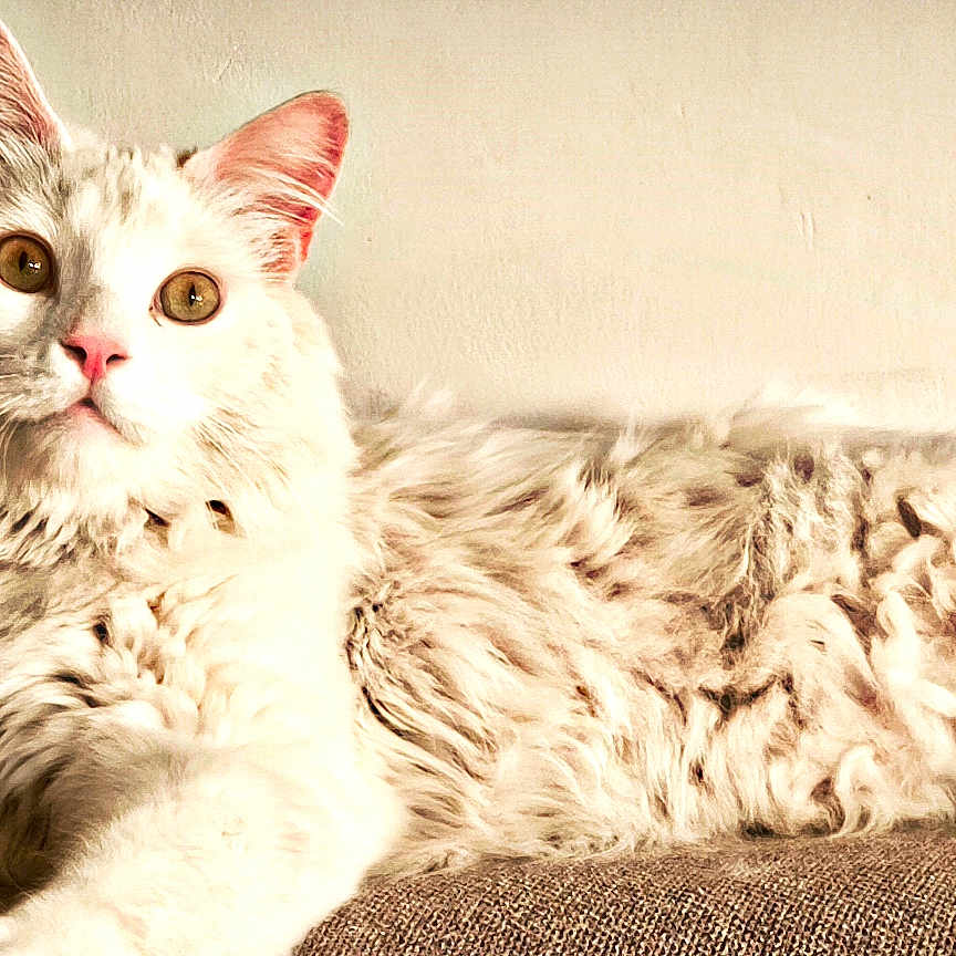 Schester a rejoint le concours — aidez-le/la à gagner de superbes lots ! cat, white_cat, fluffy, pet, animal, indoor, feline, relaxed, lying_down, fur, whiskers, ears, eyes, shadow, texture, sofa, wall, curious, cozy, portrait